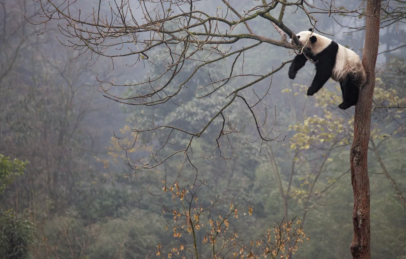 Photo wallpaper branches, tree, Panda, sleeping