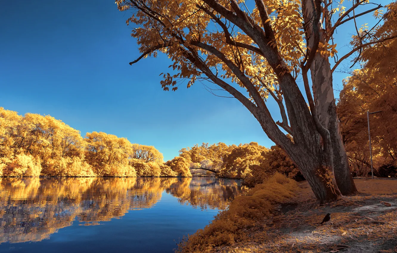 Photo wallpaper autumn, the sky, trees, pond, Park