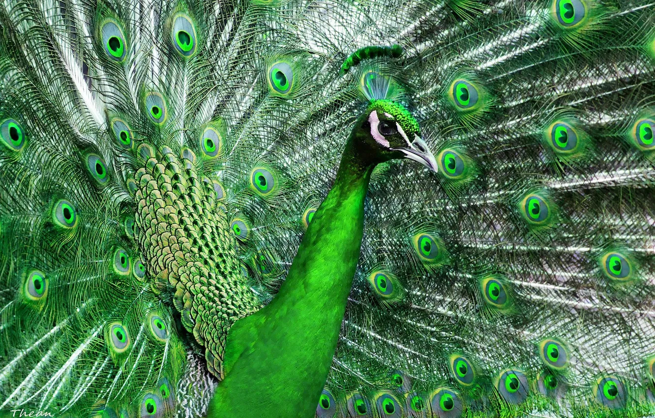 Photo wallpaper green, bird, feathers, tail, peacock, beautiful