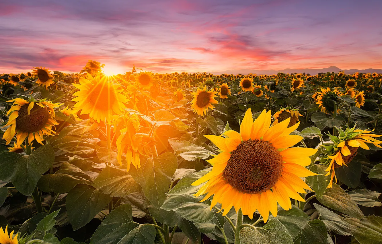 Photo wallpaper field, summer, the sky, leaves, the sun, clouds, rays, light