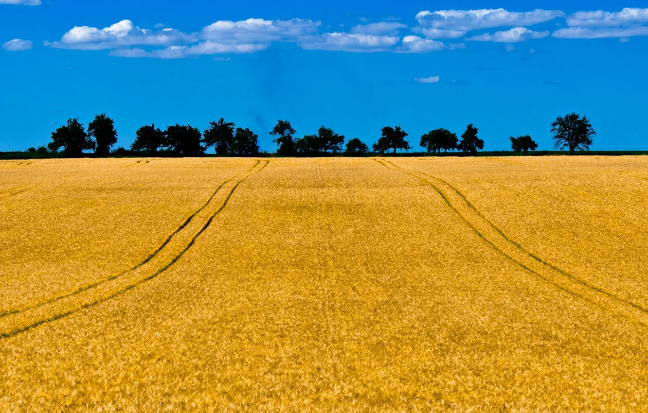 Photo wallpaper field, the sky, clouds, trees, Sunny