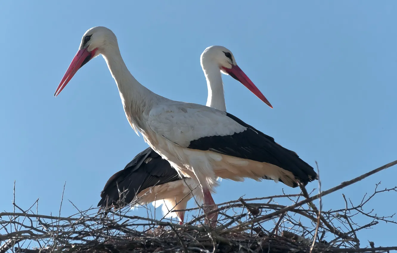 Photo wallpaper bird, socket, stork
