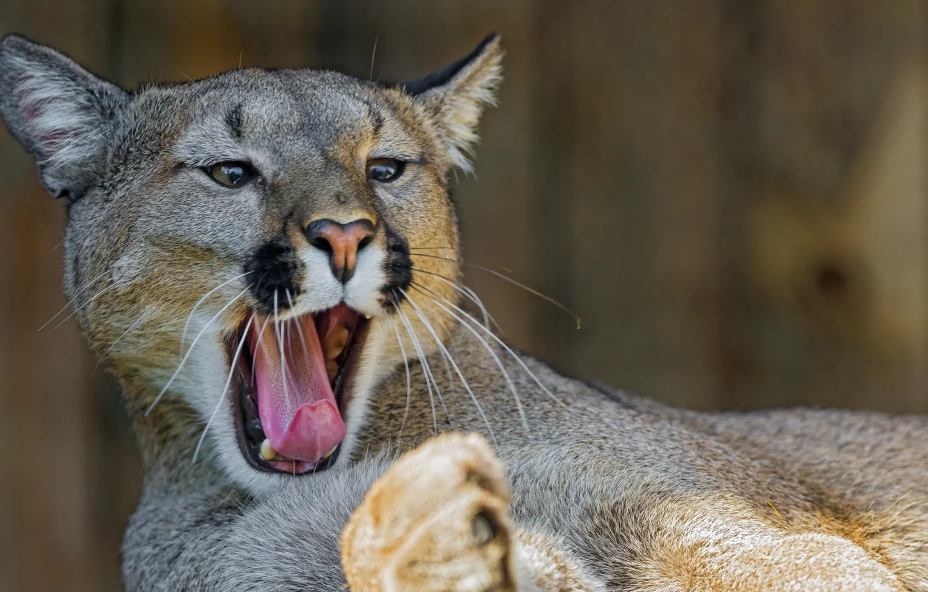 Photo wallpaper language, cat, face, predator, Puma, mountain lion, Cougar