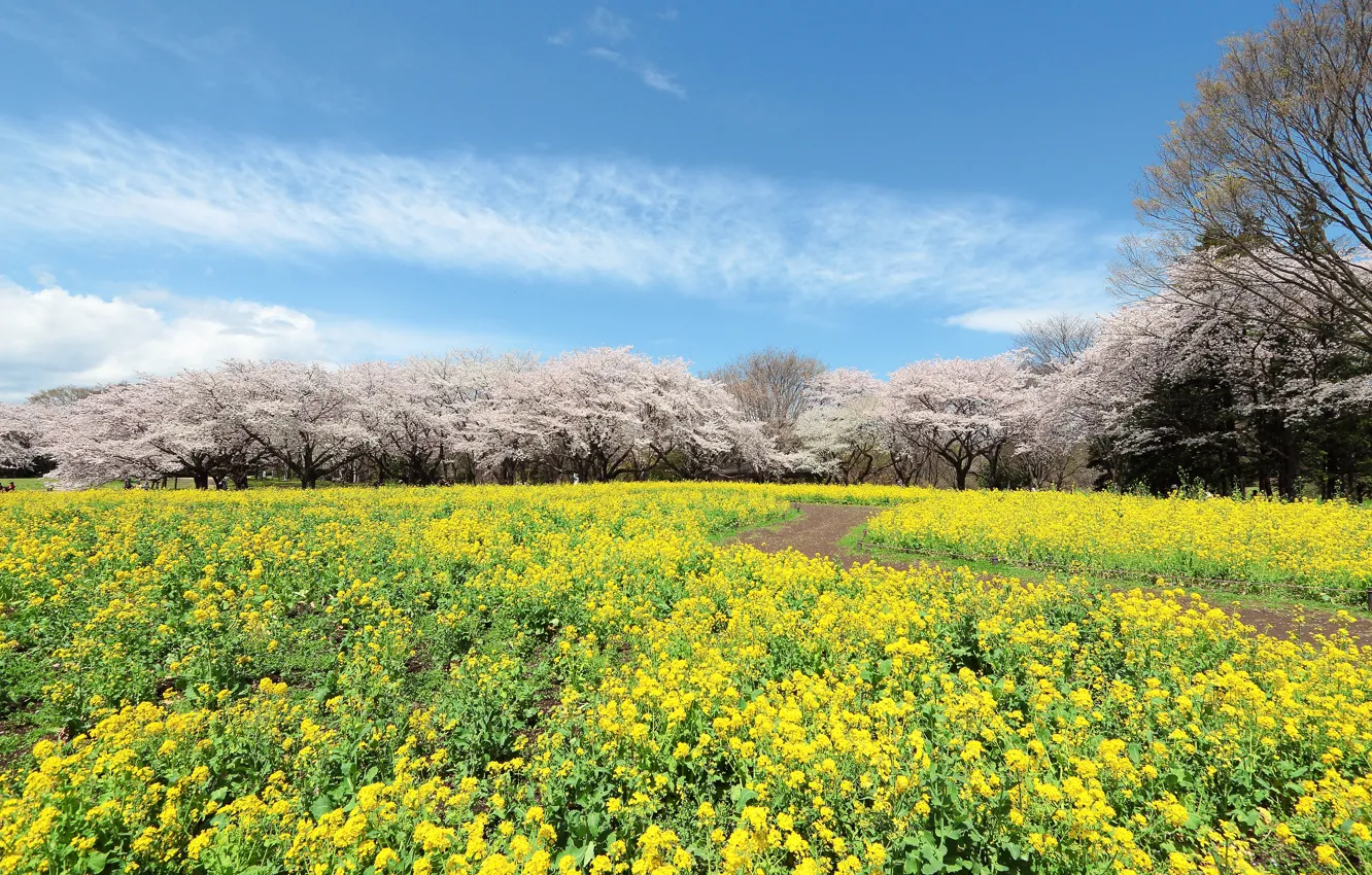 Photo wallpaper the sky, trees, blue, Asia, spring, garden, Sakura, flowering