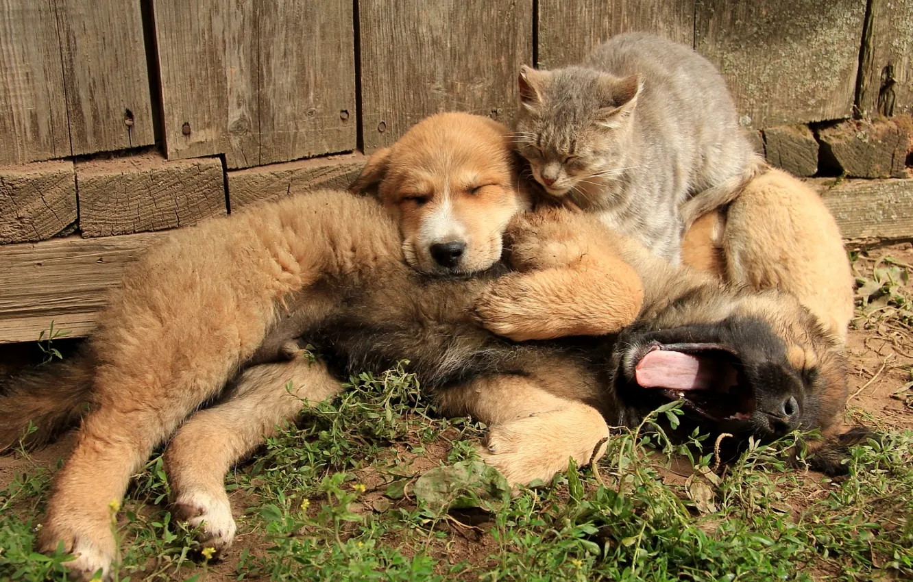 Photo wallpaper cat, dogs, friends
