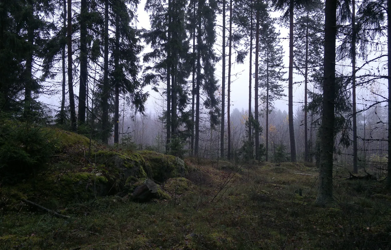 Photo wallpaper autumn, forest, trees, nature, fog, Southwest Finland, Southwest Finland
