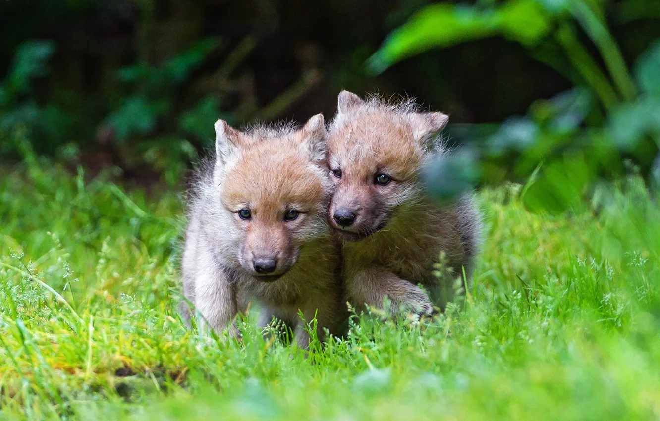 Photo wallpaper greens, grass, the dark background, two, wolf, small, baby, pair