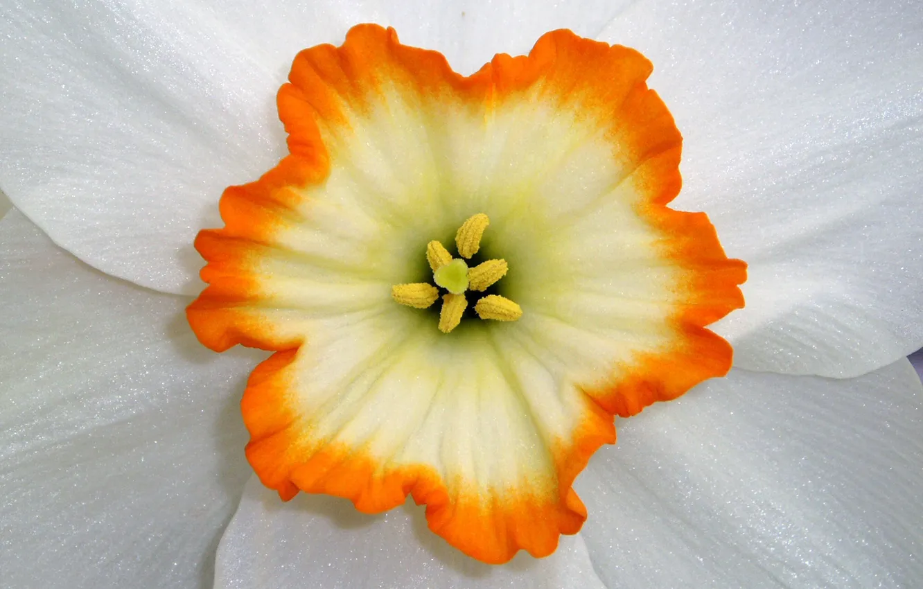 Photo wallpaper flower, macro, petals, stamens, Narcissus