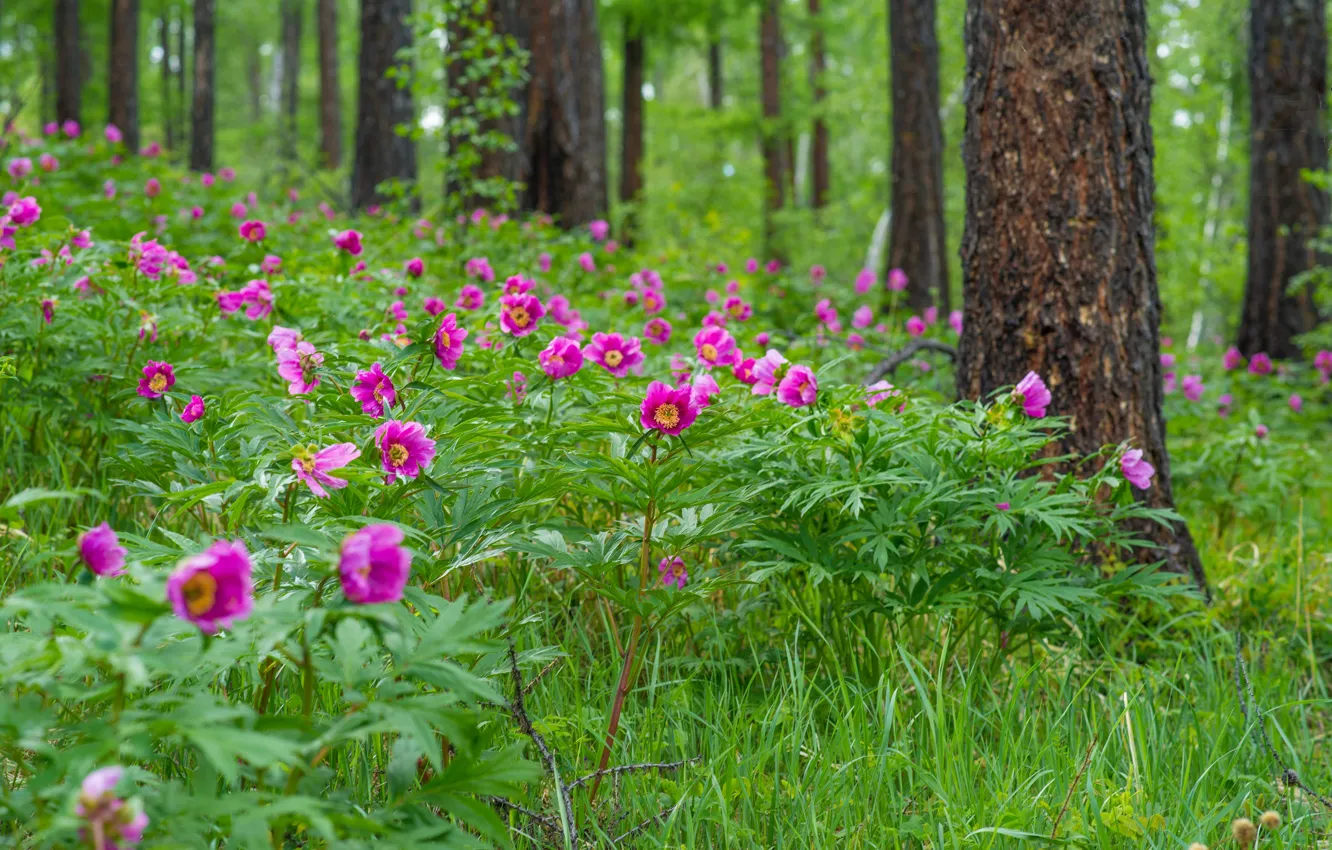 Photo wallpaper greens, forest, grass, flowers, peonies