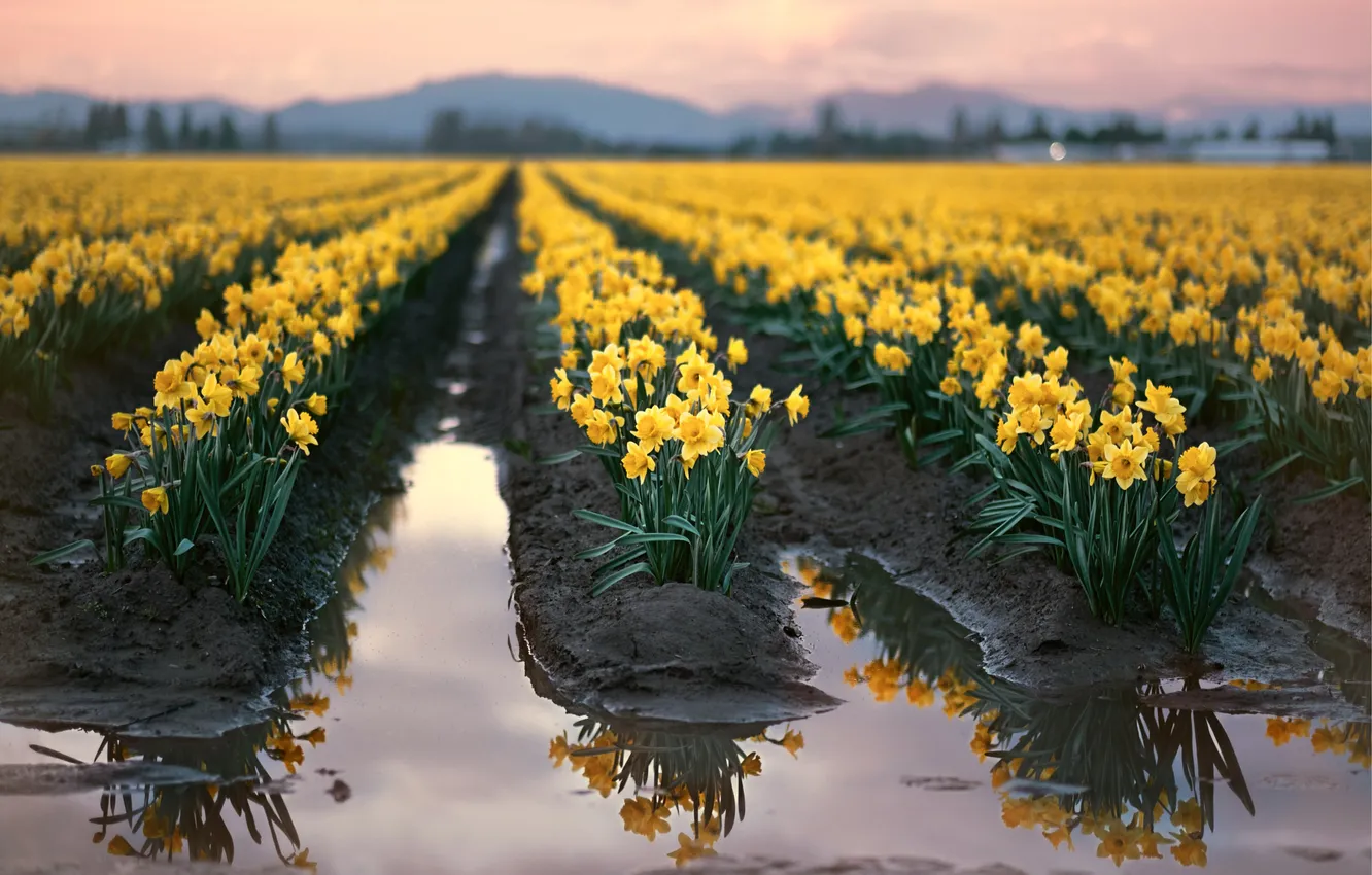 Photo wallpaper field, flowers, daffodils, plantation