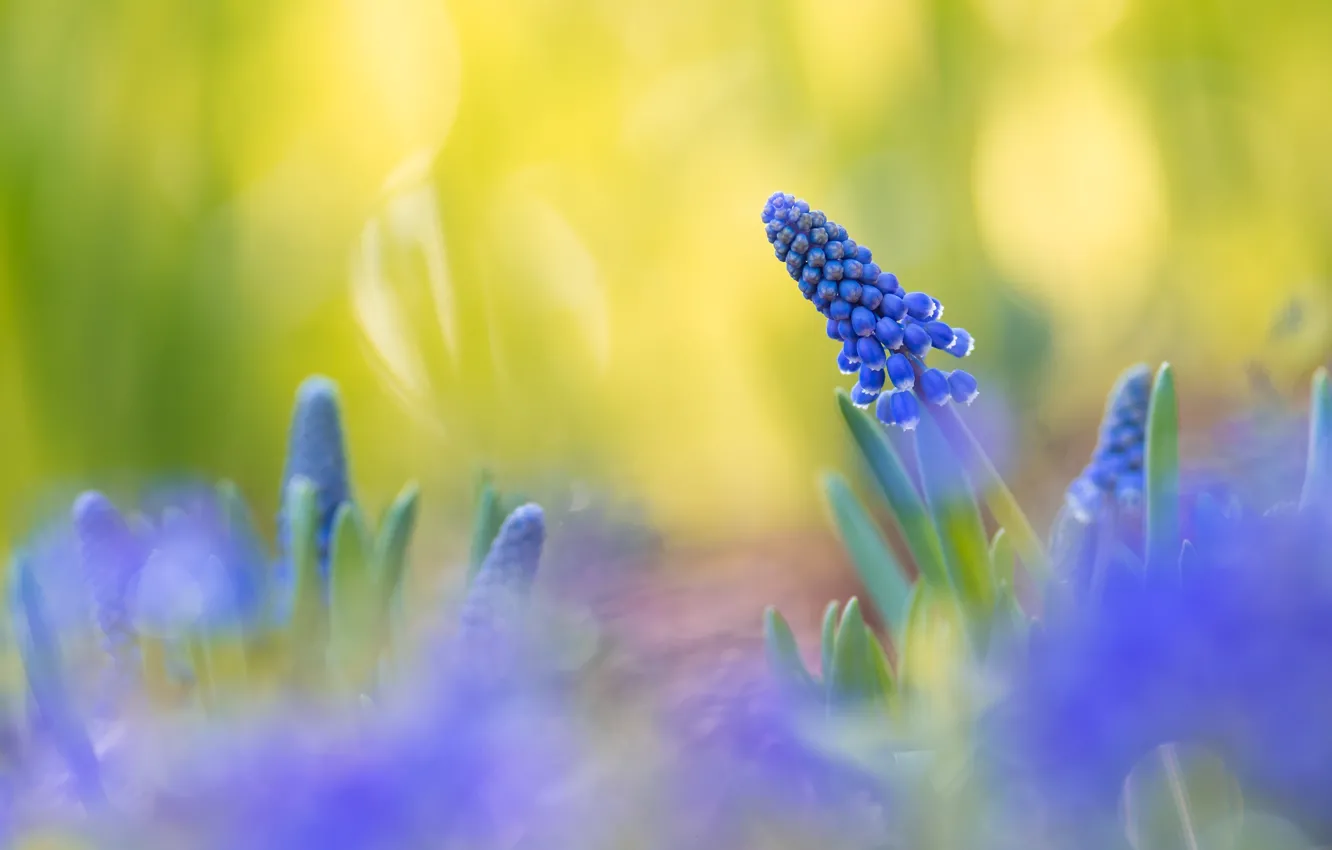 Photo wallpaper flowers, spring, Muscari