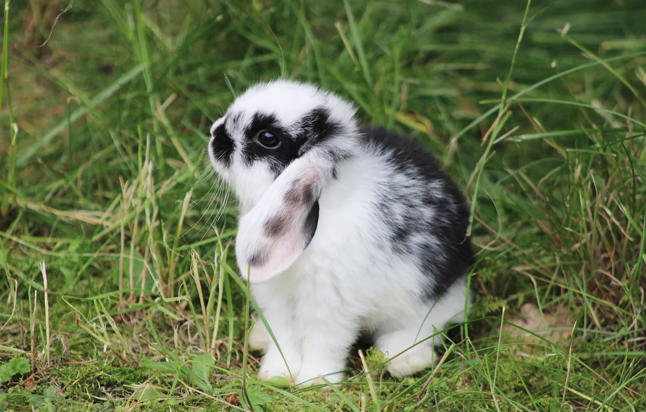 Photo wallpaper grass, look, nature, hare, rabbit, fold, face, Bunny