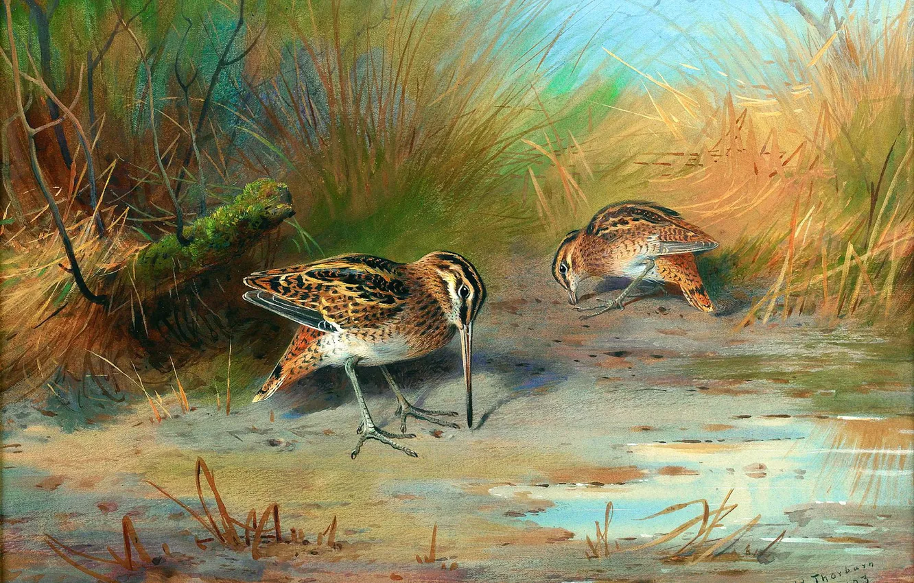 Photo wallpaper grass, bird, picture, two, Scottish painter, Archibald Thorburn, Archibald Thorburn,, A pair of snipe