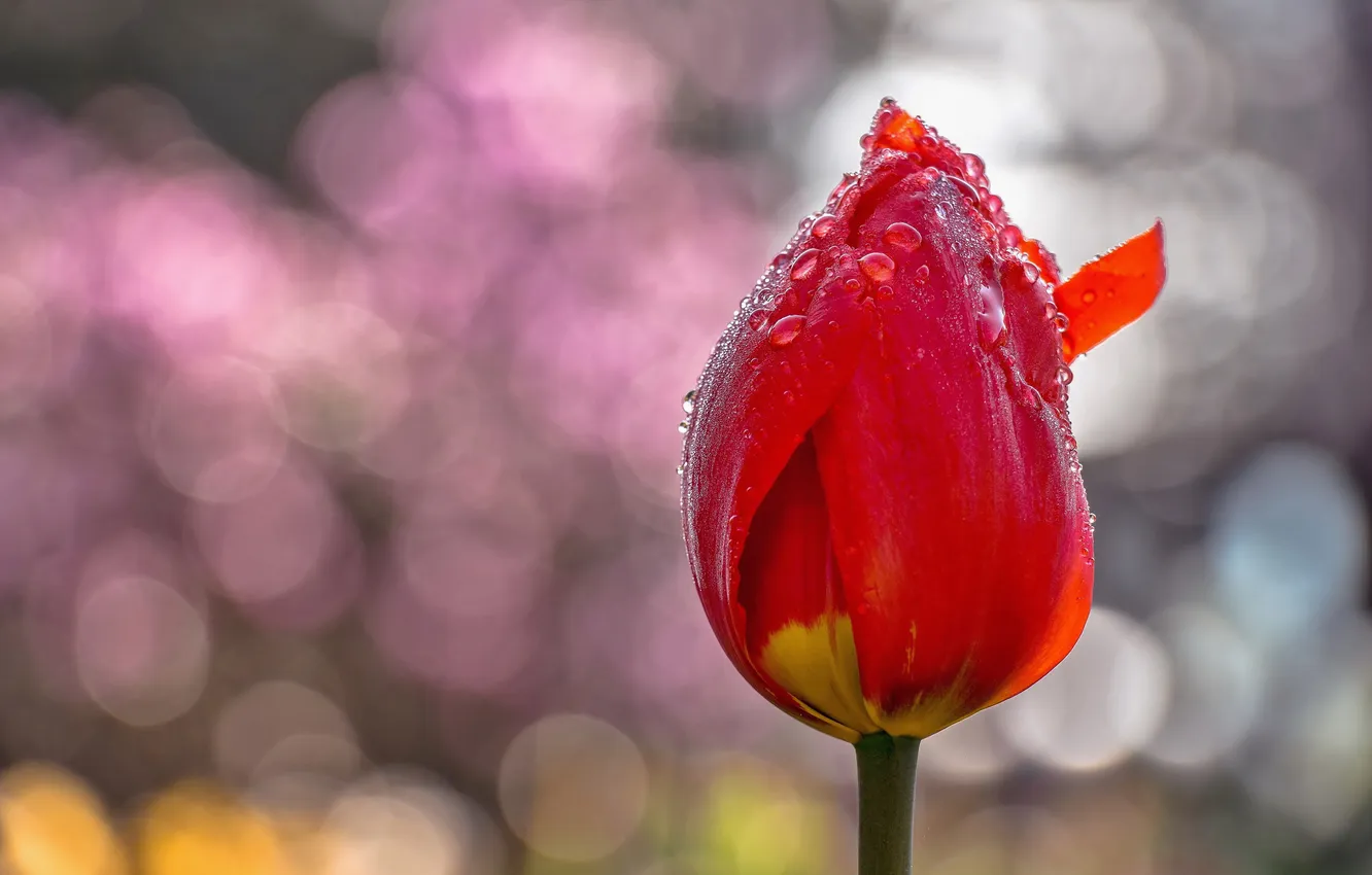 Photo wallpaper flowers, background, tulips