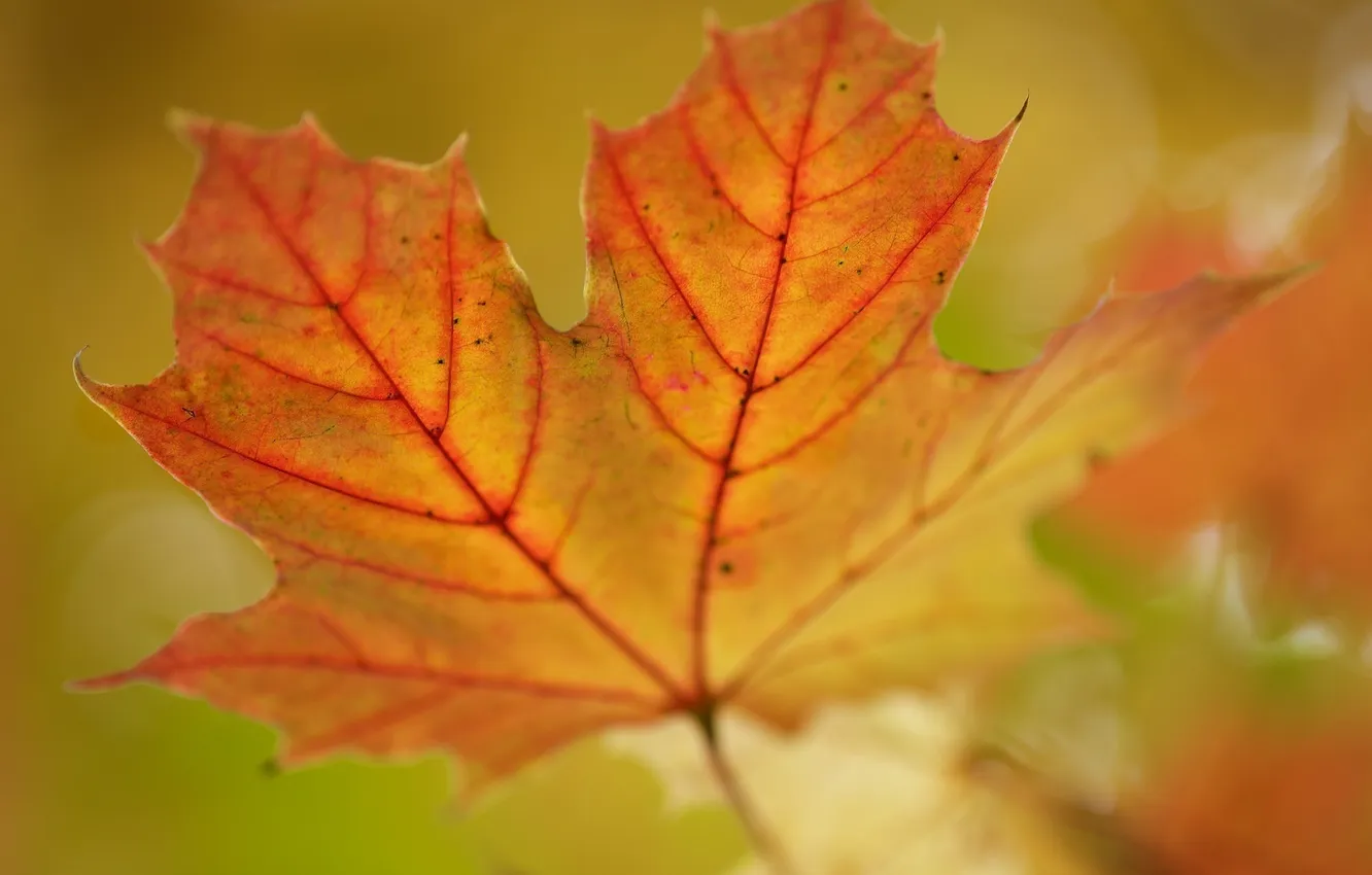 Photo wallpaper autumn, macro, sheet, color, blur, veins
