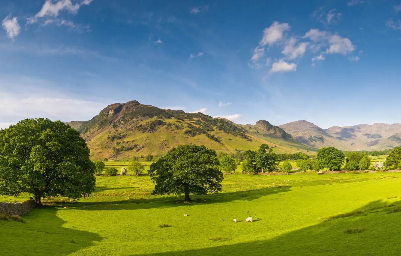Photo wallpaper clouds, trees, hills, cows, panorama