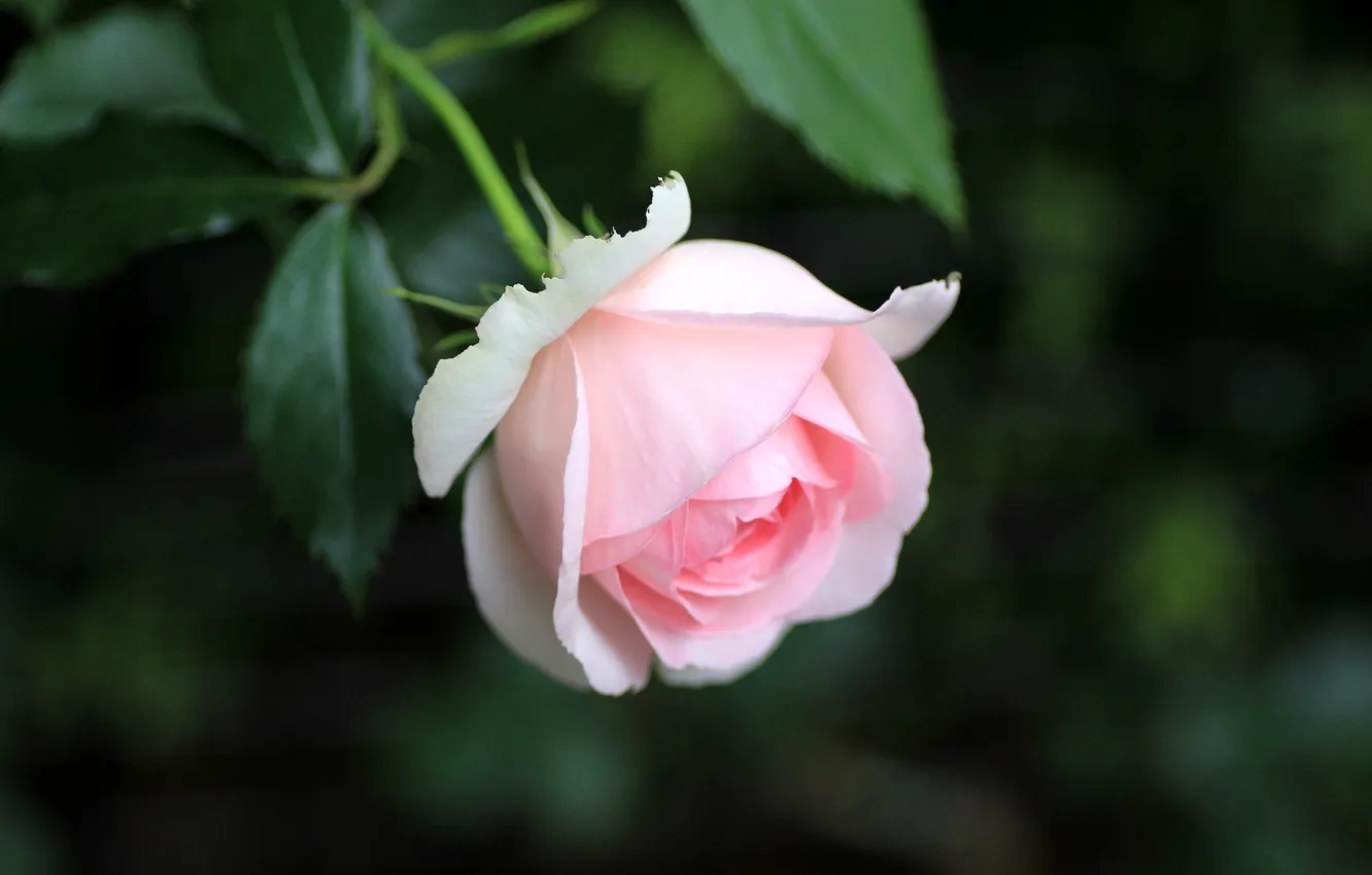 Photo wallpaper flowers, roses, petals