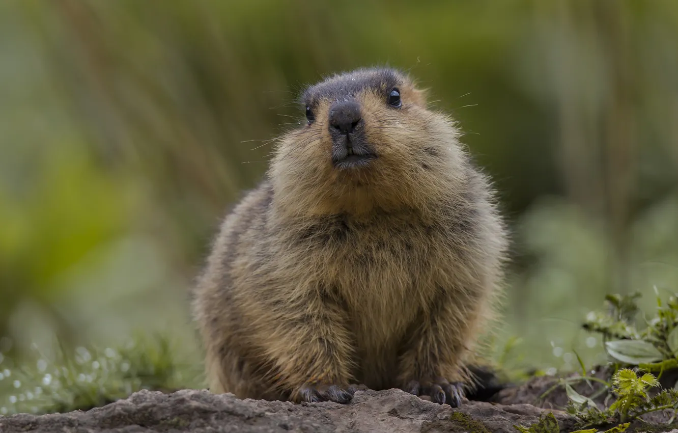 Photo wallpaper look, marmot, rodent, Himalayan