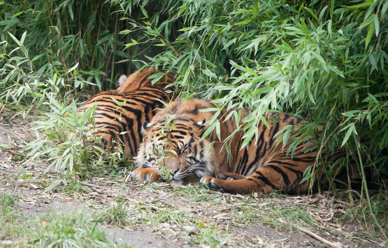 Photo wallpaper cats, stay, sleep, tigers, the bushes