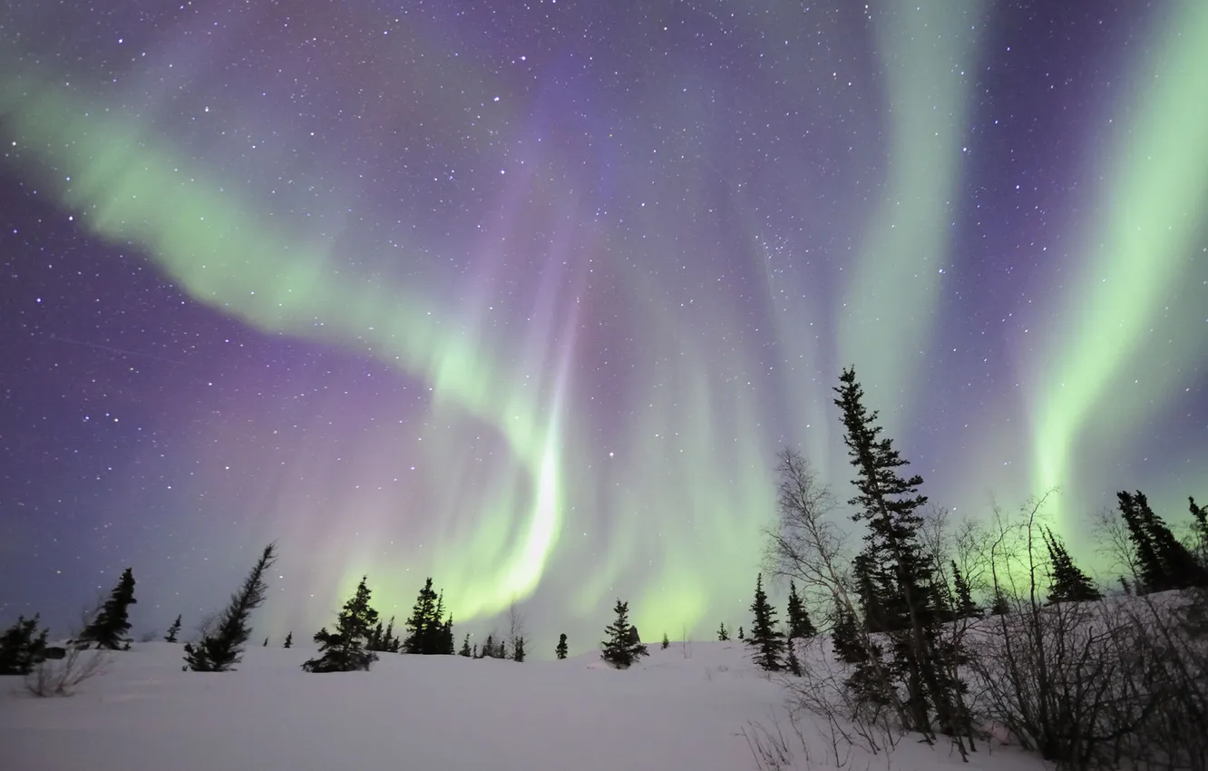 Photo wallpaper winter, trees, landscape, night, nature, Northern lights