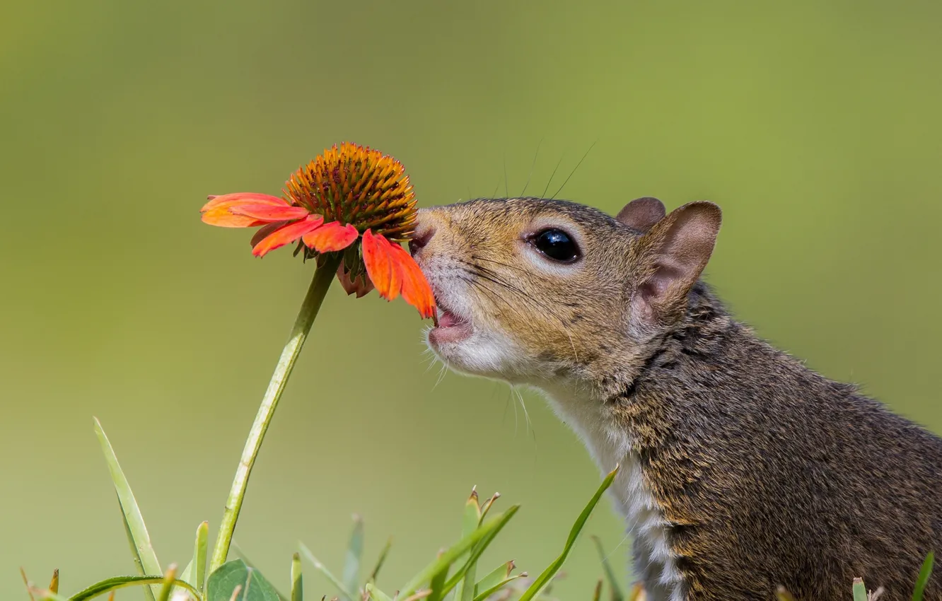 Photo wallpaper flowers, protein, curiosity, animal, Gaylardiya