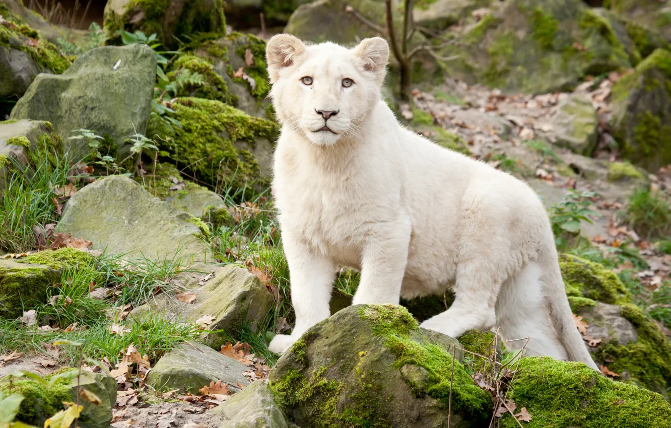 Photo wallpaper cat, grass, stones, moss, cub, lion, white lion