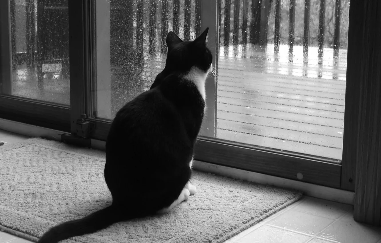Photo wallpaper sadness, cat, rain, window, Black and white, 158