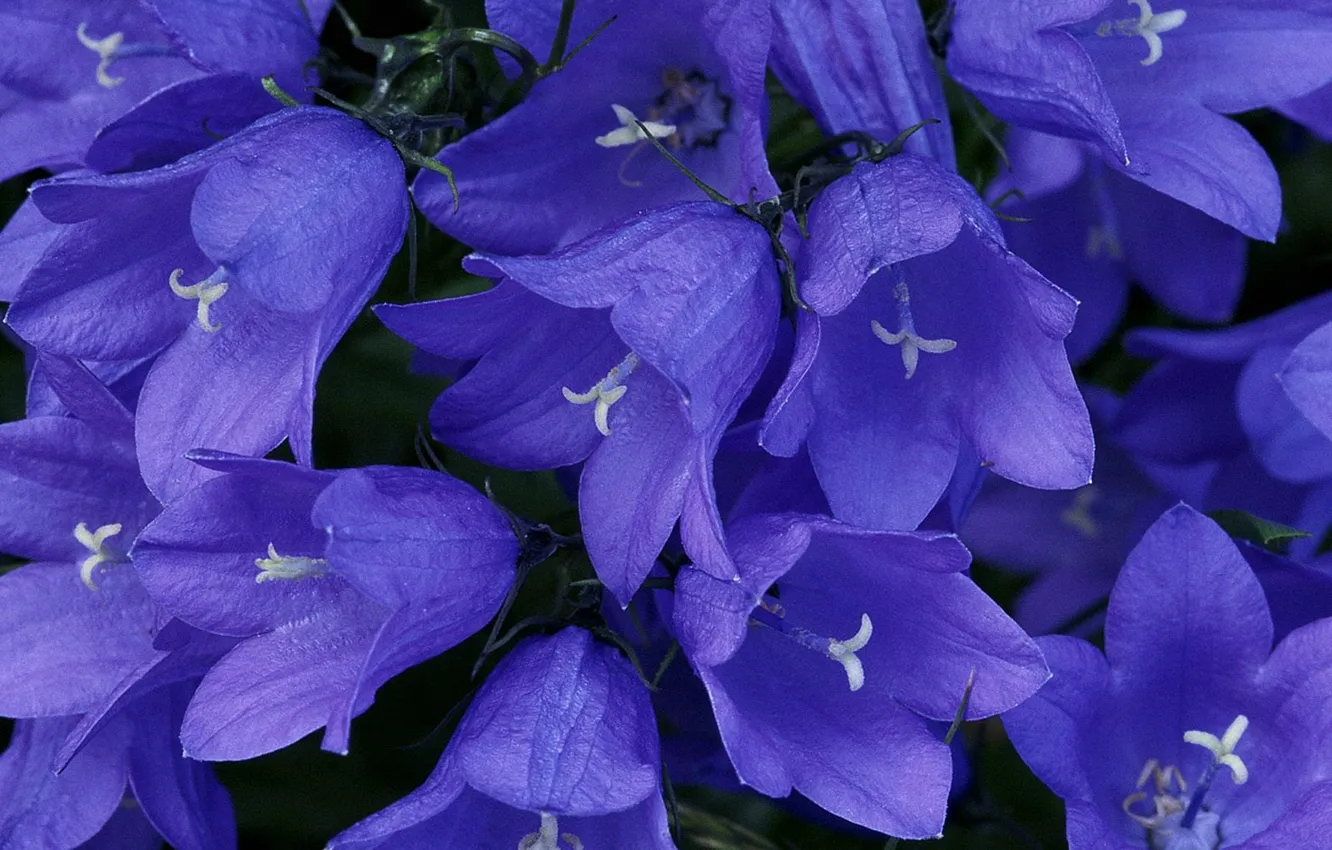 Photo wallpaper Flowers, blue beauty