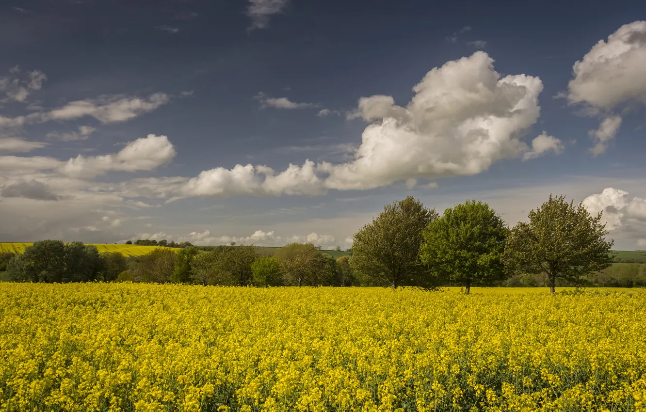 Photo wallpaper the sky, clouds, trees, flowers, horizon, a field of gold