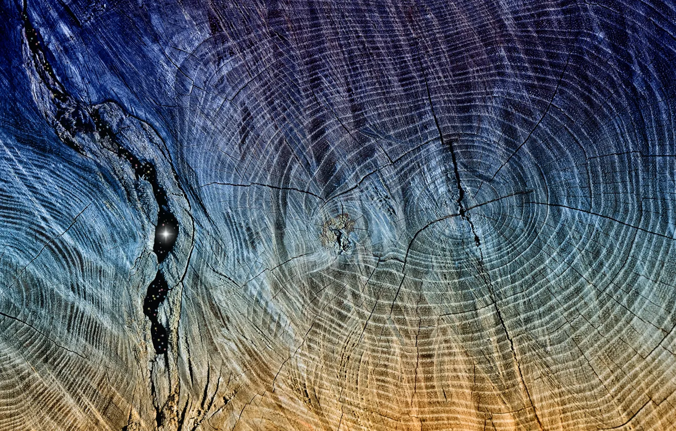 Photo wallpaper background, tree, texture