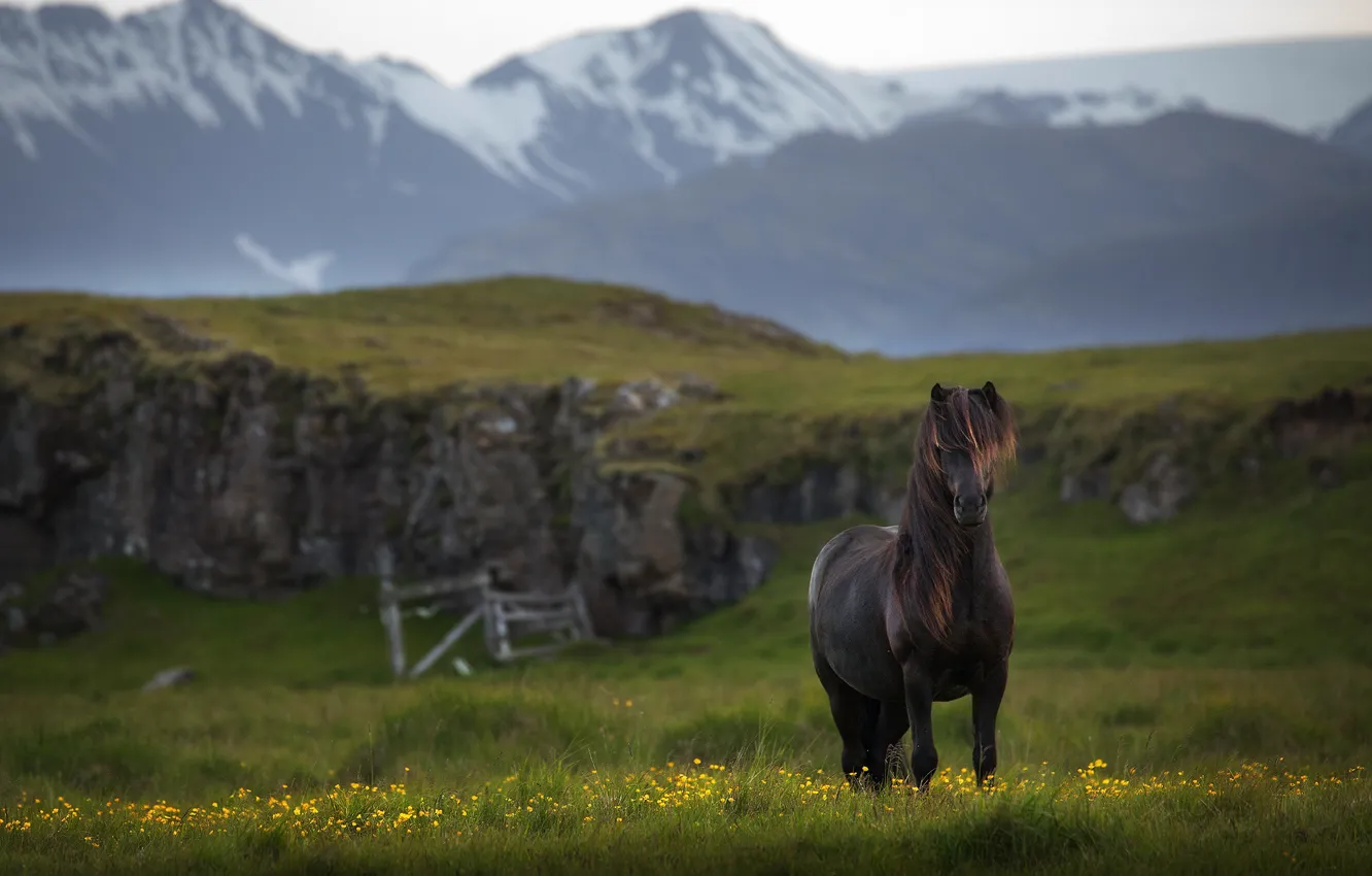 Photo wallpaper mountains, horse, horse, Iceland