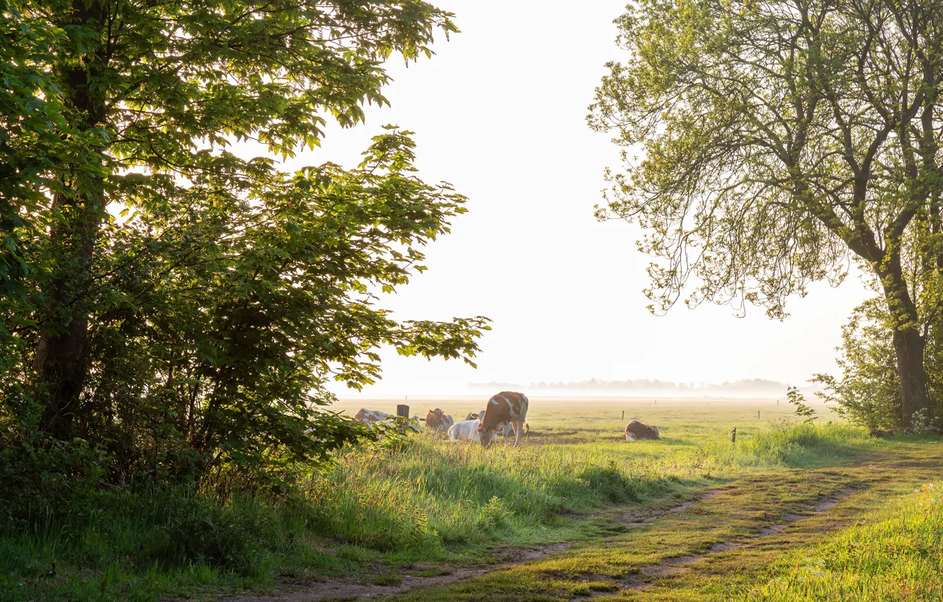 Photo wallpaper road, field, summer, light, trees, nature, fog, foliage