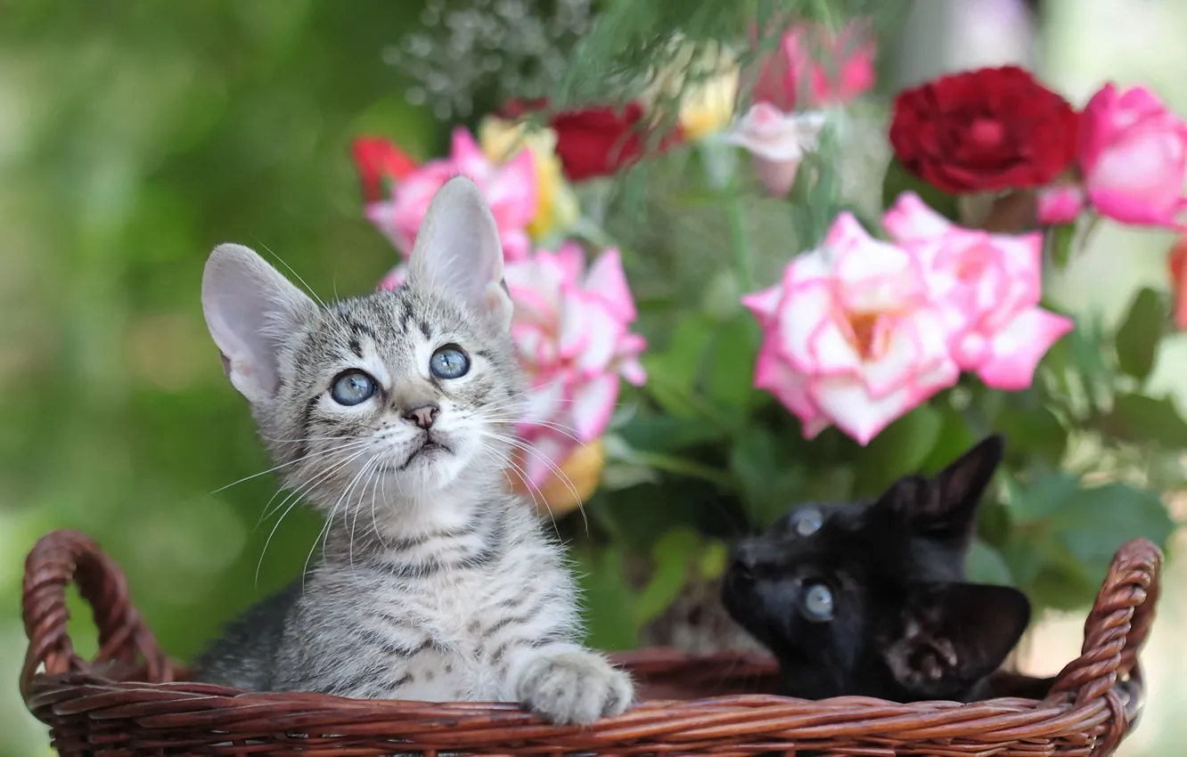 Photo wallpaper cats, flowers, basket