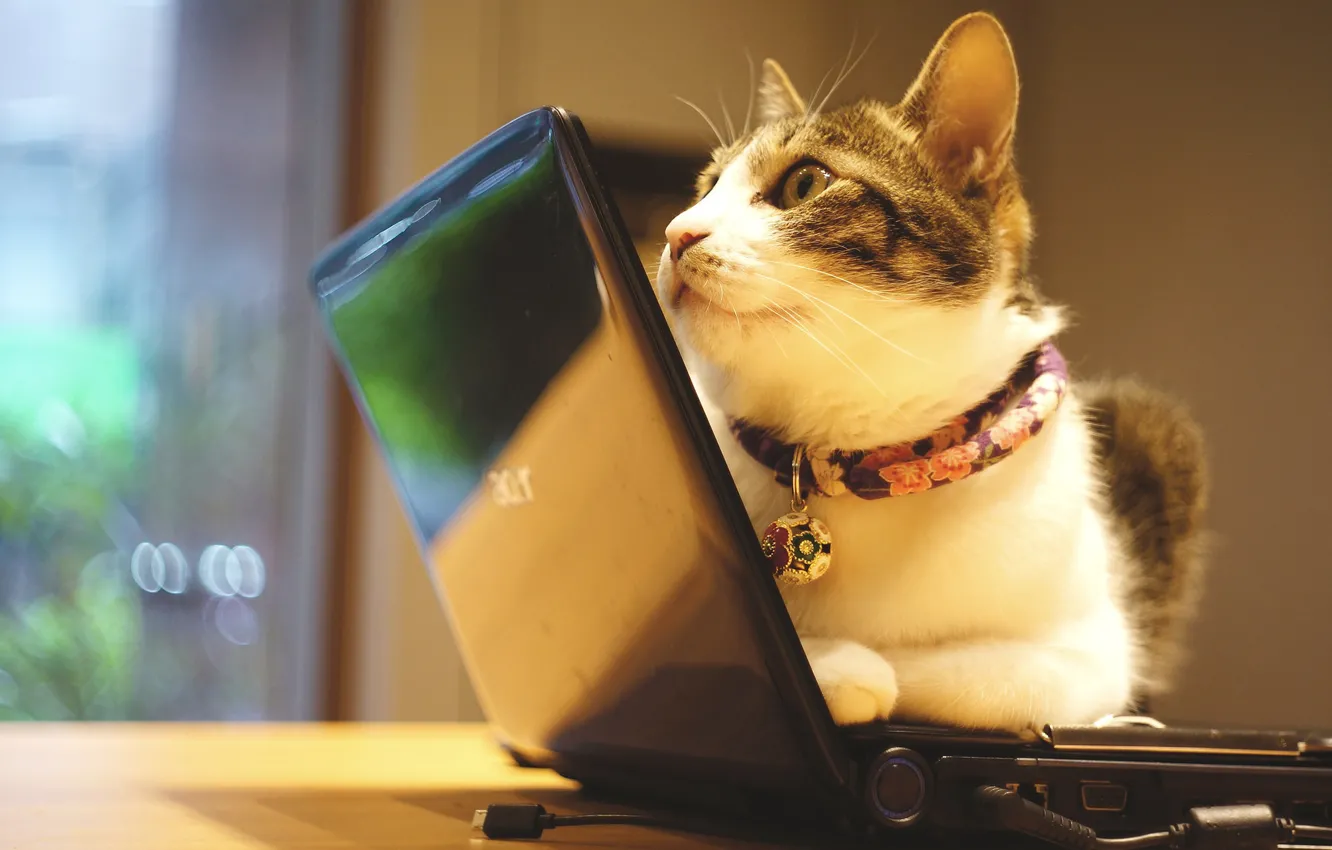 Photo wallpaper cat, cat, face, wall, technique, window, office, lies