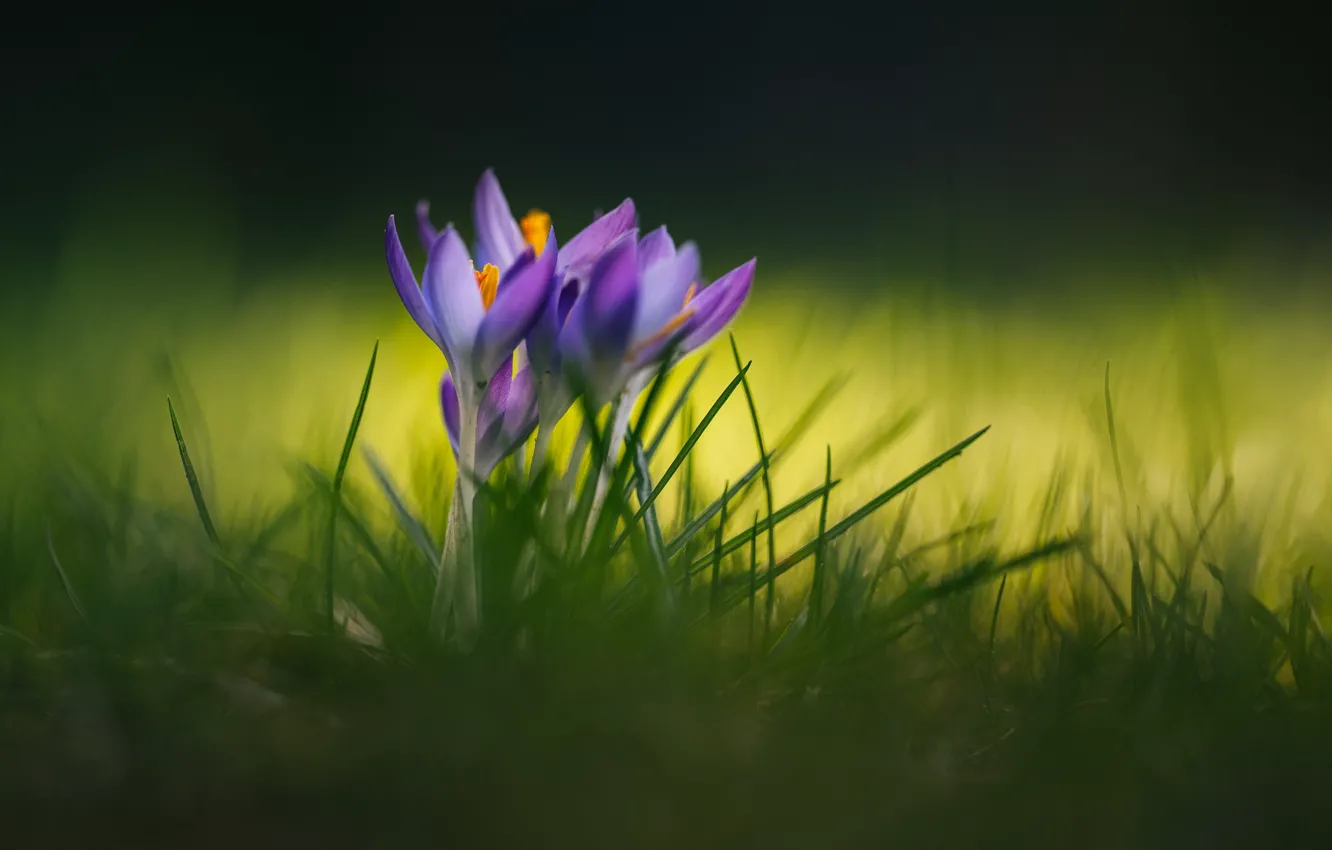 Photo wallpaper grass, background, blur, crocuses, saffron