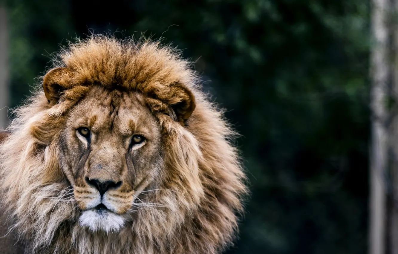 Photo wallpaper lion, Male, king, big cat