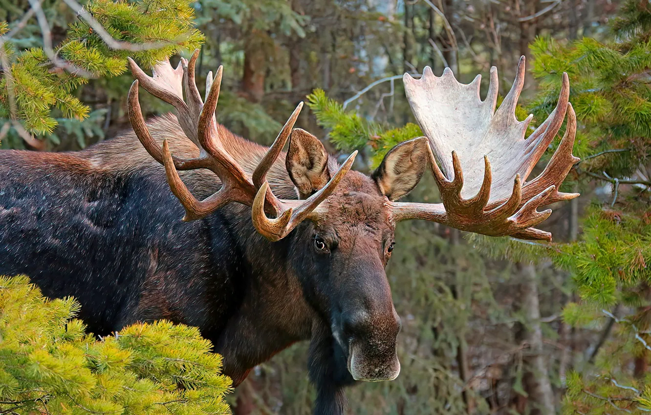 Photo wallpaper forest, face, portrait, horns, needles, moose