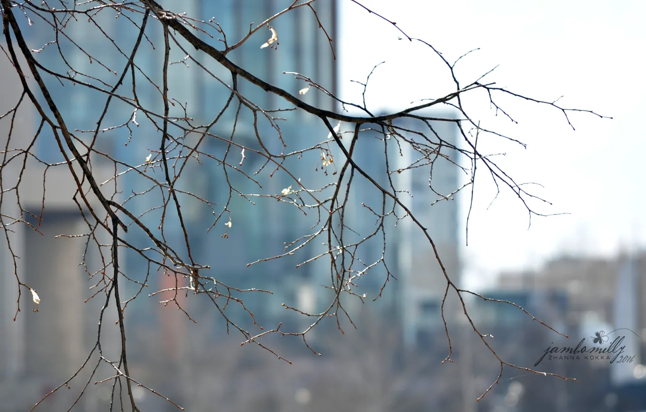 Photo wallpaper macro, branches, the city, tree, spring