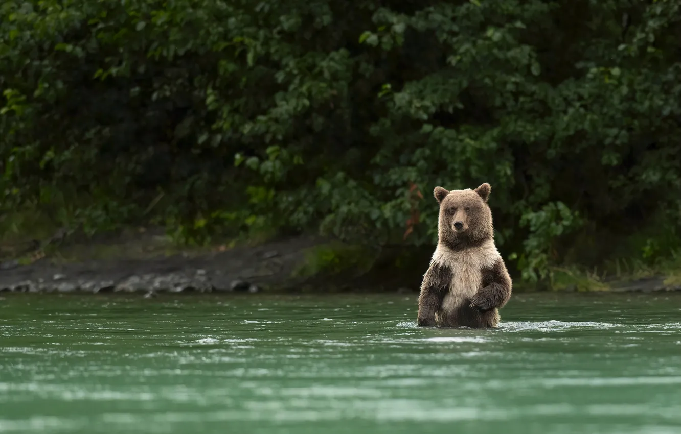 Photo wallpaper bear, bathing, shore, brown, pond, water, forest