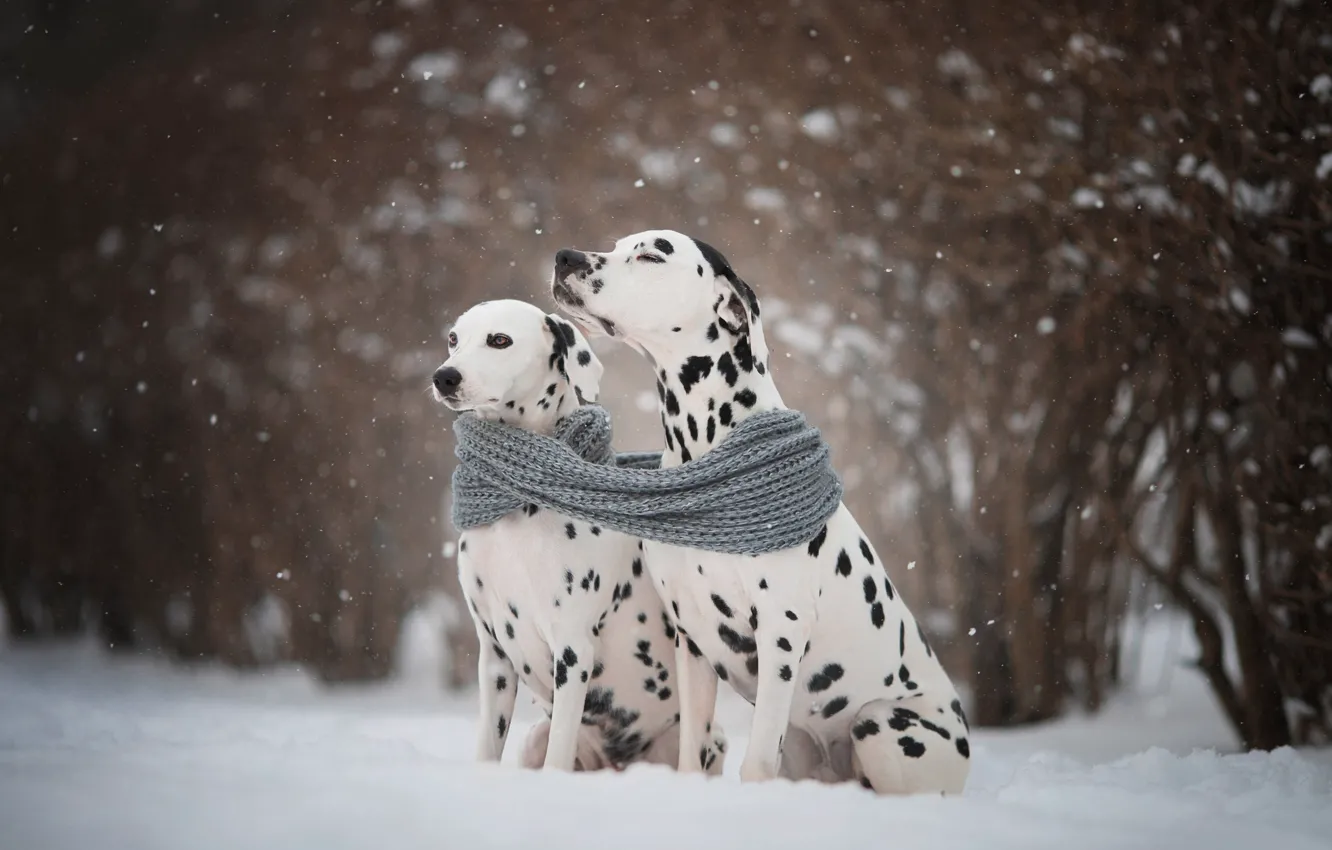 Photo wallpaper winter, dogs, snow, scarf, a couple, Natalia Lays, Dalmatians