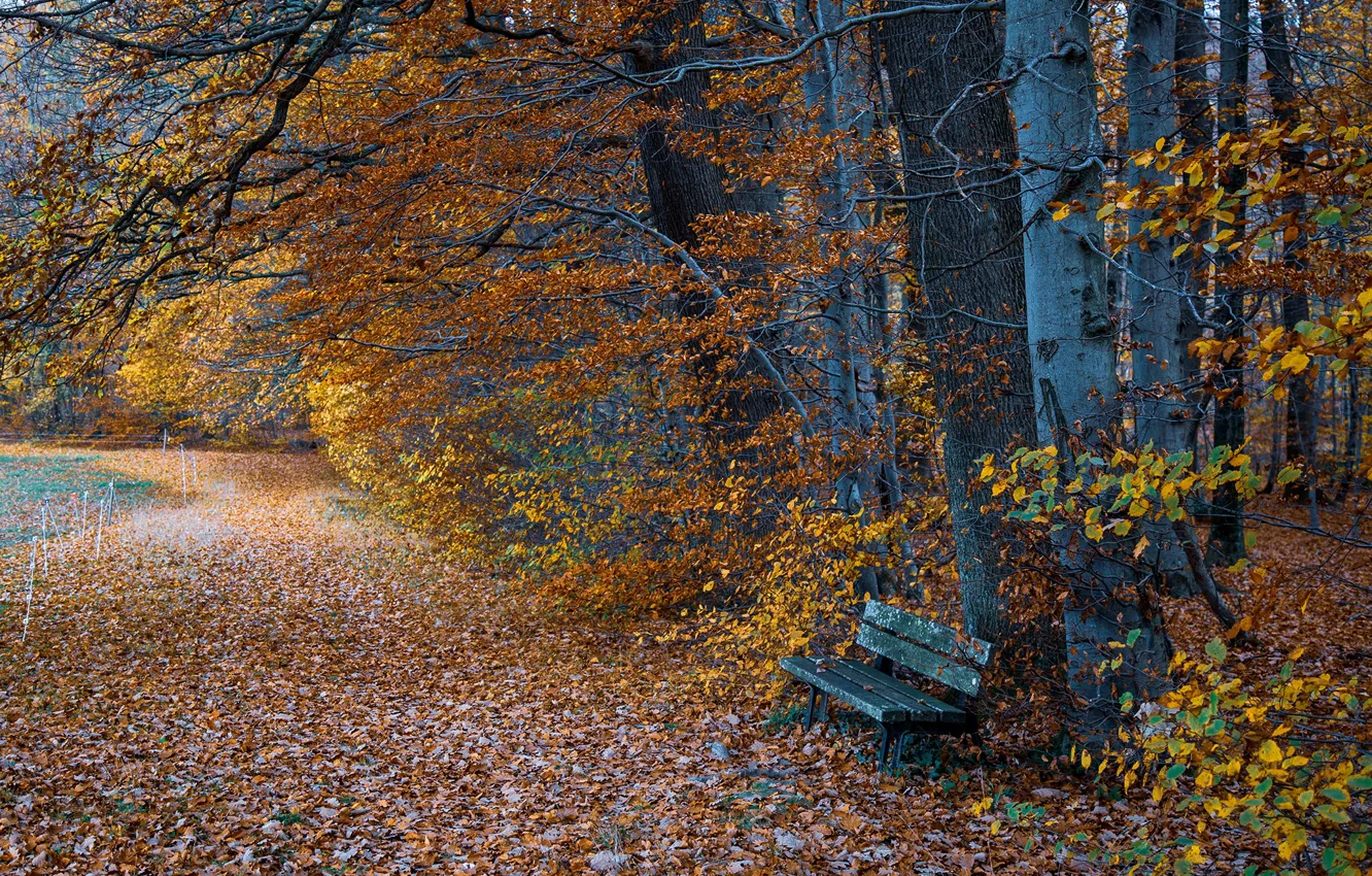 Photo wallpaper autumn, leaves, trees, bench, Park