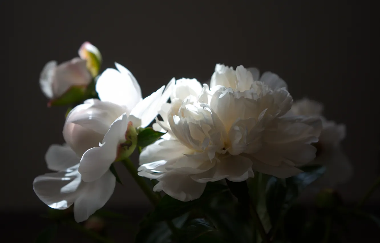 Photo wallpaper flowers, peonies, bouquet of peonies, white peony
