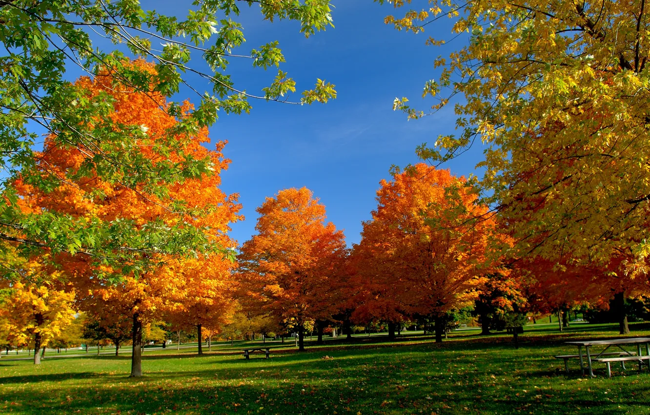 Photo wallpaper autumn, the sky, the sun, light, trees, landscape, bench, freshness