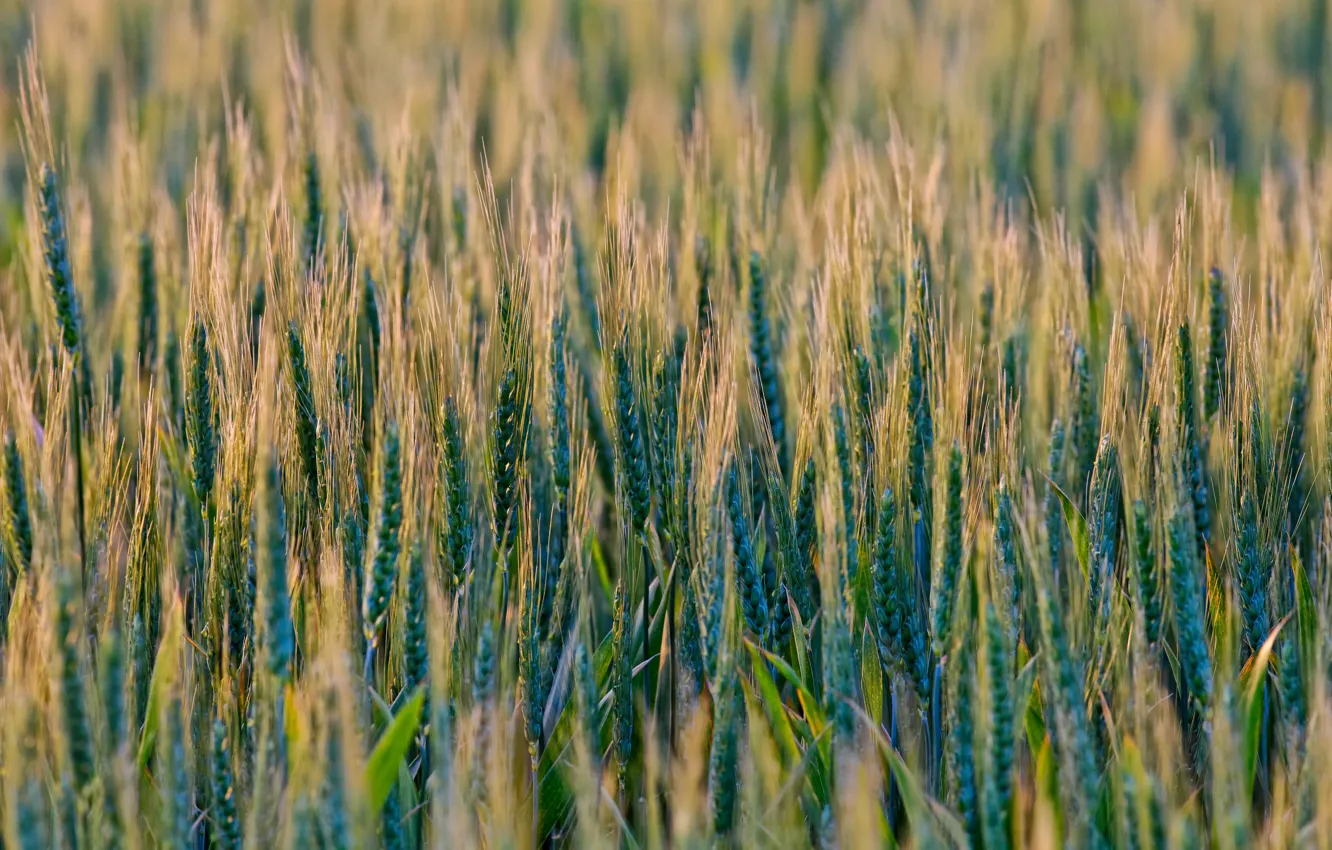 Photo wallpaper wheat, field, cereals