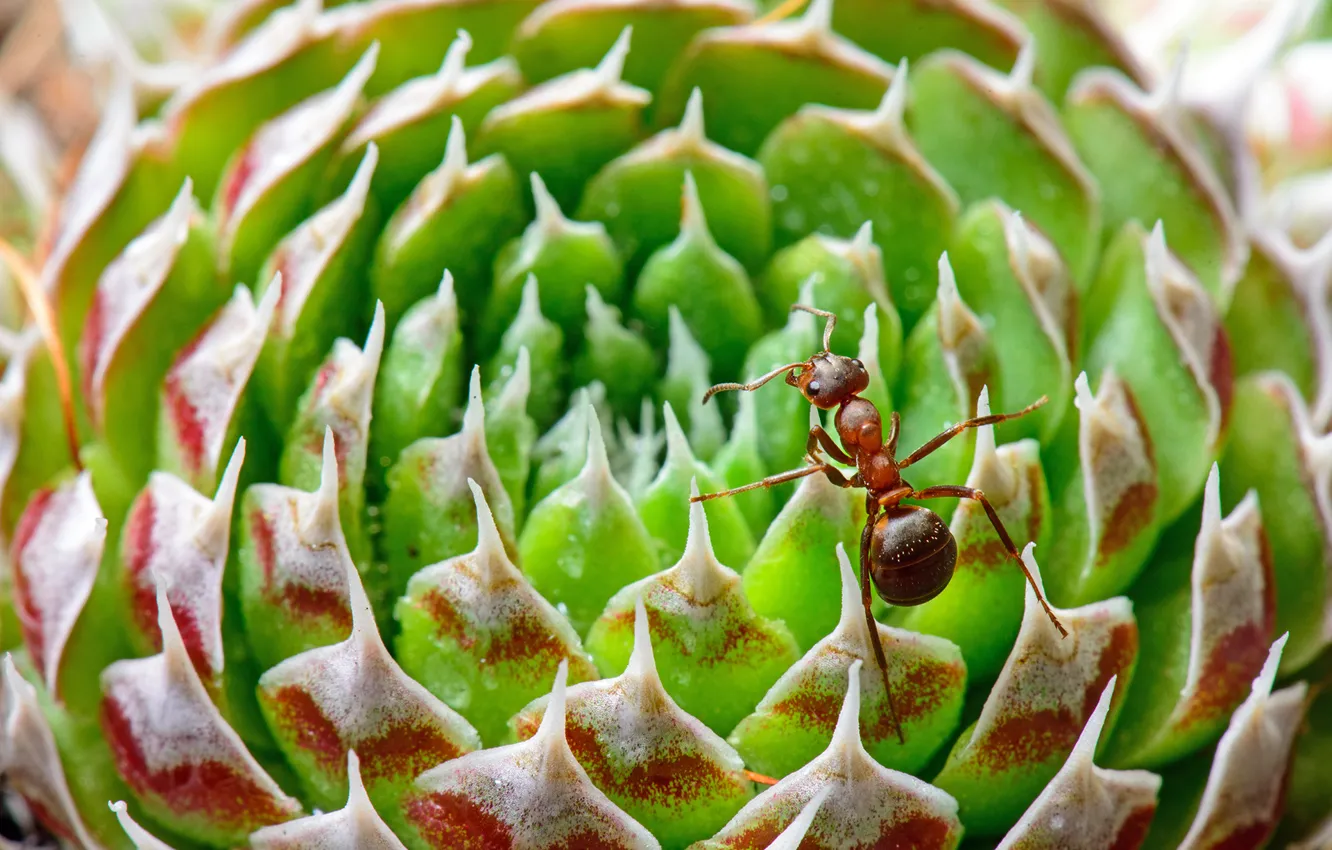 Photo wallpaper leaves, macro, needles, plant, ants, insect