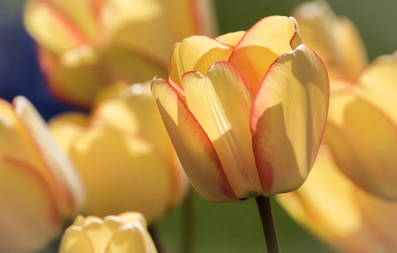 Photo wallpaper macro, tulips, buds, bokeh