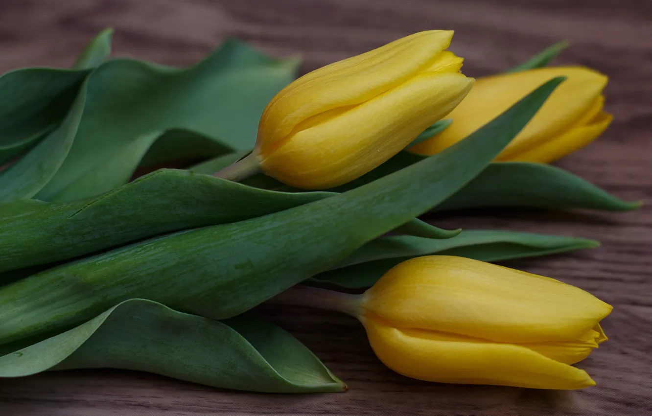 Photo wallpaper flowers, bouquet, tulips