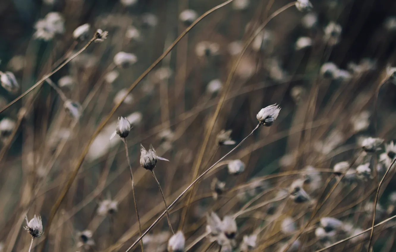 Photo wallpaper grass, plant, grass