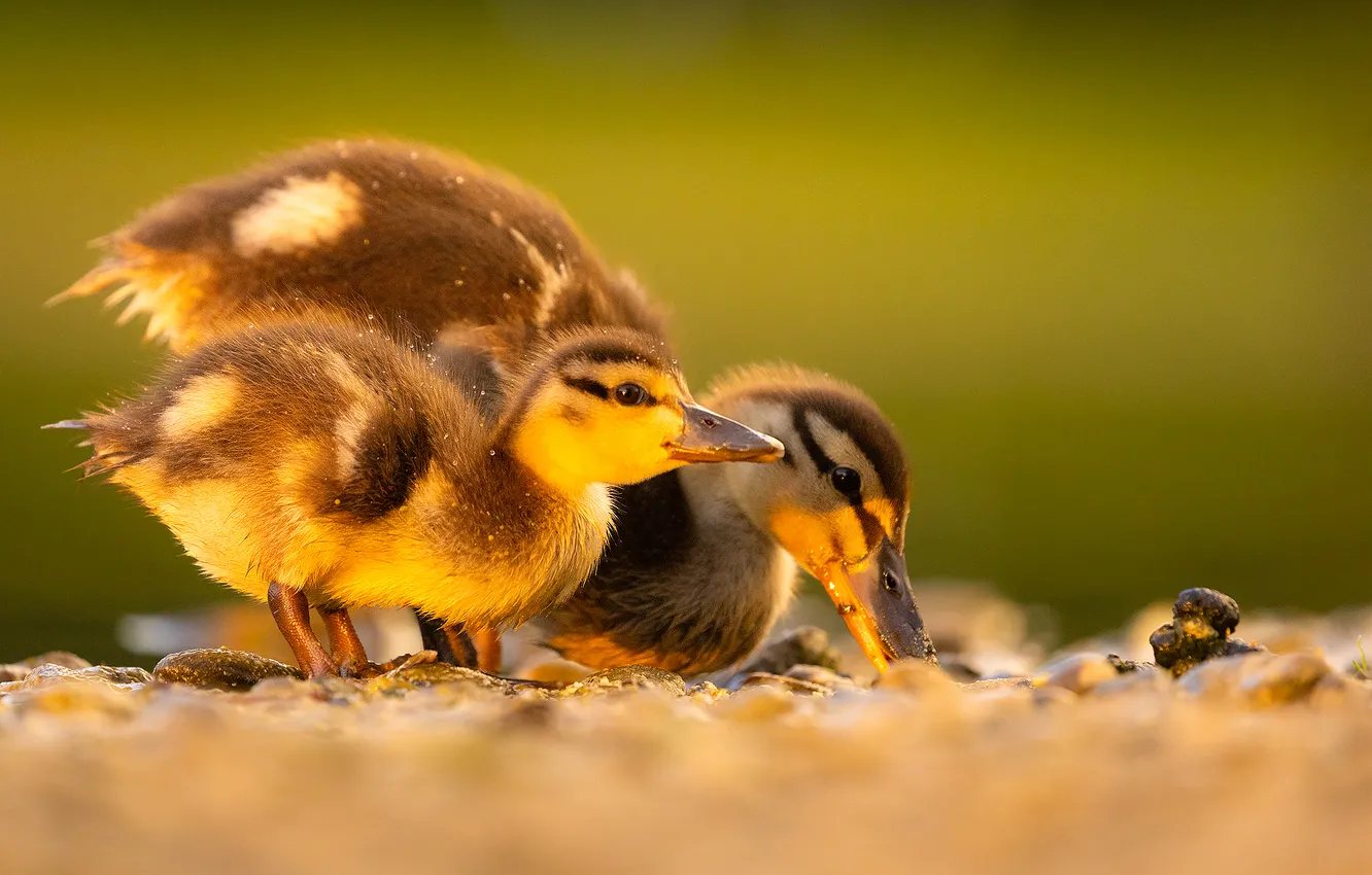 Photo wallpaper bird, duck, duck, Chicks