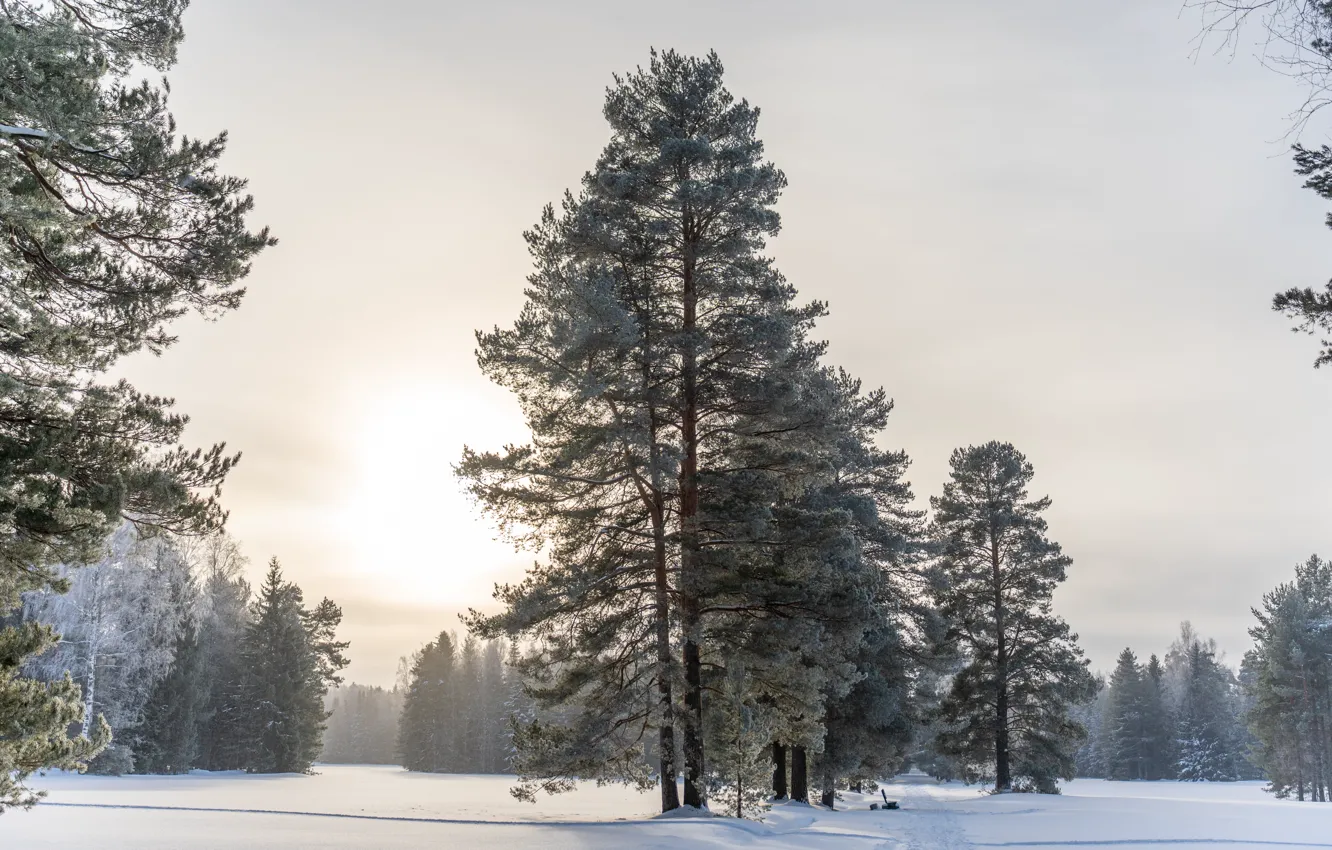 Photo wallpaper winter, forest, the sun, Park, Pavlovsk